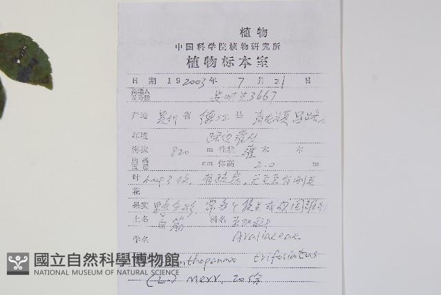 三葉五加、三加皮藏品圖，第2張