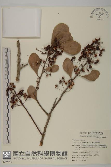 蘭嶼裸實藏品圖，第1張