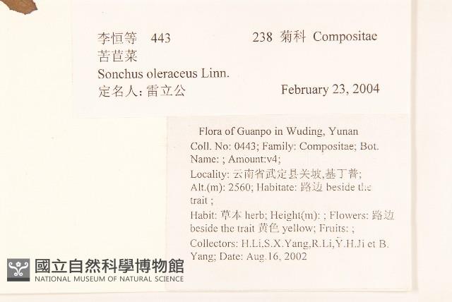 苦滇菜、苦菜藏品圖，第2張