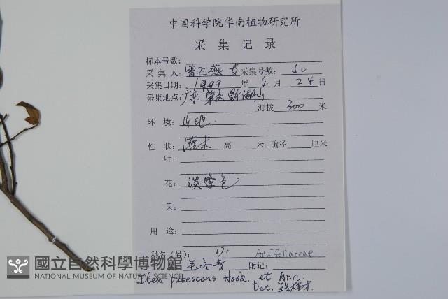 密毛假黃楊藏品圖，第2張