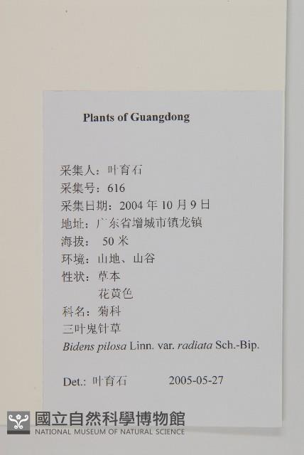 大花咸豐草藏品圖，第2張