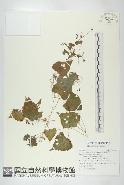 黑果馬交兒藏品圖，第1張