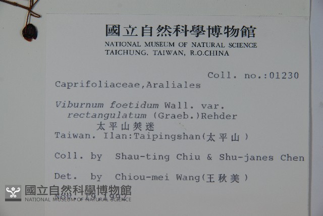 狹葉莢迷藏品圖，第2張