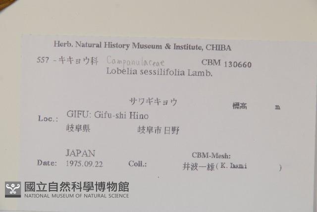 無柄葉山梗菜藏品圖，第2張