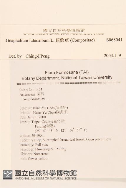 絲綿草藏品圖，第2張