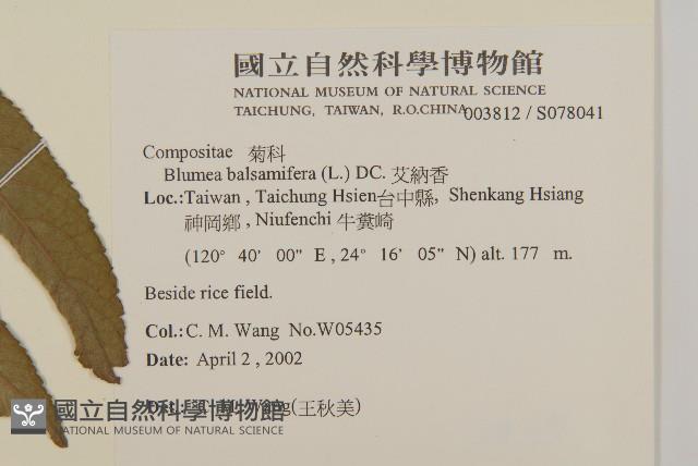 艾納香藏品圖，第2張