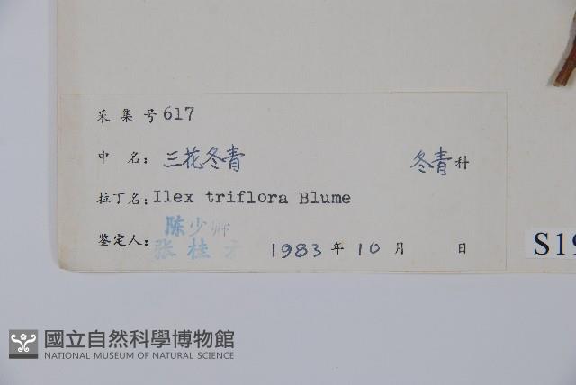 三花冬青藏品圖，第2張