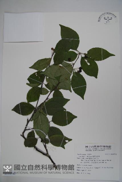 草野氏冬青藏品圖，第1張