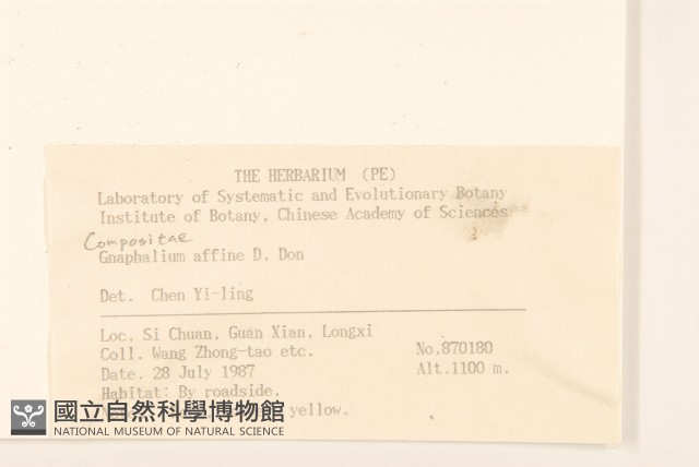 鼠麴草藏品圖，第2張