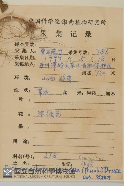 魚眼菊藏品圖，第2張