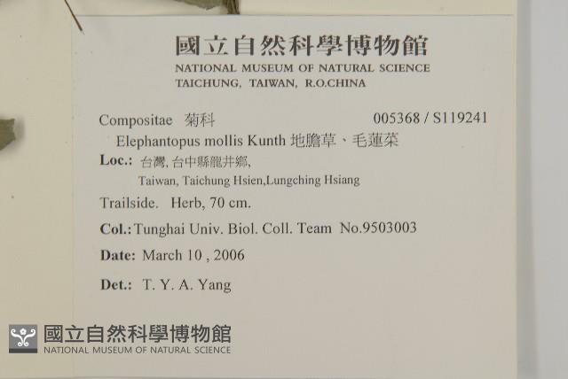 地膽草、毛蓮菜藏品圖，第2張