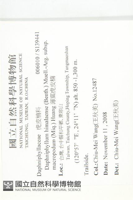 薄葉虎皮楠藏品圖，第2張