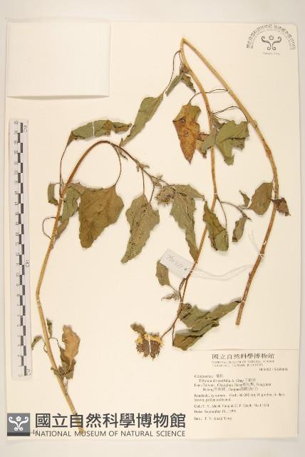 王爺葵、五瓜金英藏品圖，第4張