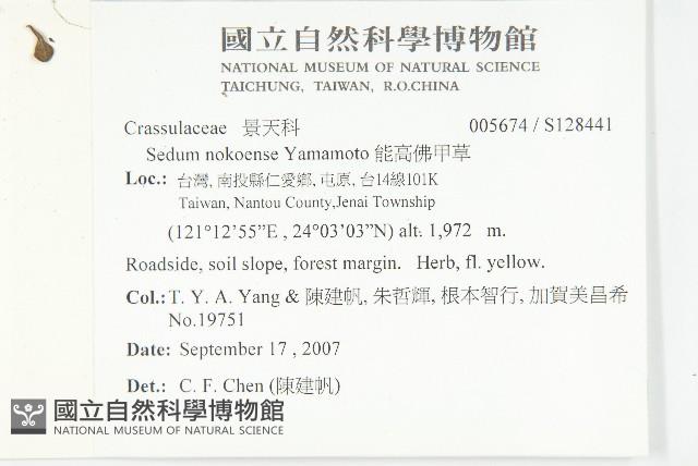 能高佛甲草藏品圖，第2張