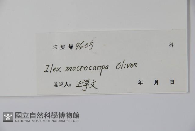 大果冬青藏品圖，第2張