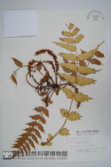 阿里山十大功勞藏品圖，第1張