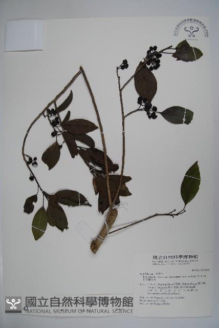 鐵冬青藏品圖，第1張