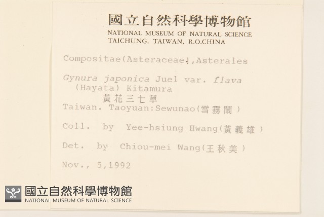 黃花三七草藏品圖，第2張
