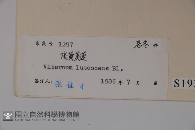 淡黃莢迷藏品圖，第2張