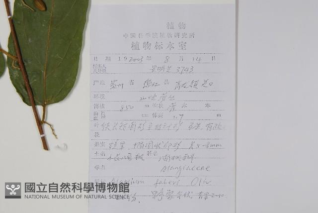 小花八角楓藏品圖，第2張