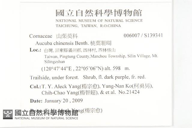 桃葉珊瑚藏品圖，第2張