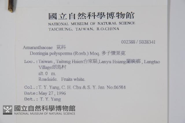 多子漿果莧藏品圖，第2張