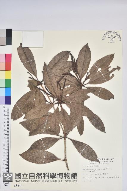 西施花、青紫木藏品圖，第1張