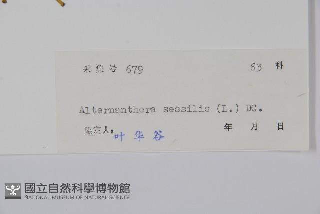 蓮子草藏品圖，第2張