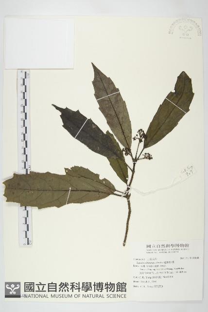 桃葉珊瑚藏品圖，第1張