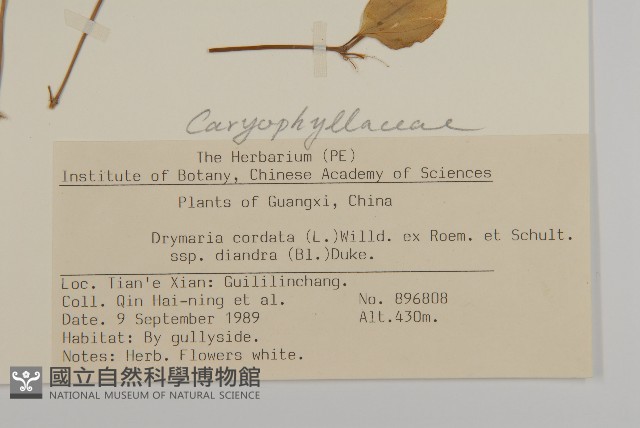 荷蓮豆草、菁芳草藏品圖，第2張