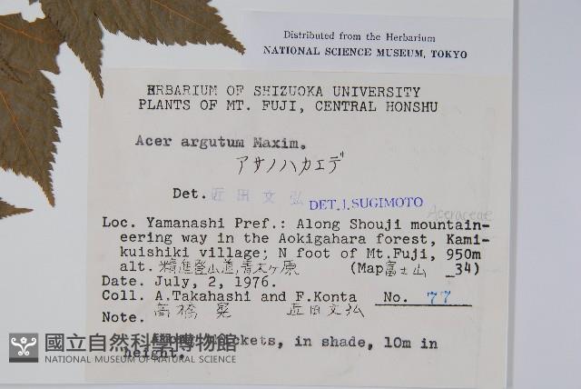 銳齒槭藏品圖，第2張