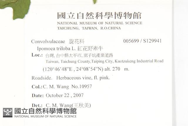 紅花野牽牛藏品圖，第2張