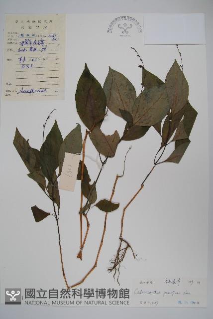 針刺草藏品圖，第1張