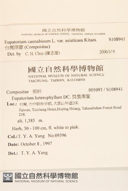 台灣澤蘭藏品圖，第2張