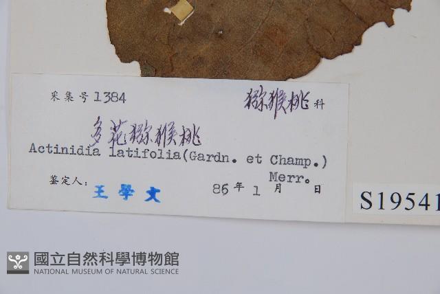 闊葉獼猴桃藏品圖，第2張