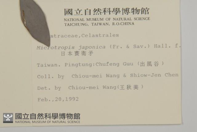 日本賽衛矛、日本假衛矛藏品圖，第2張