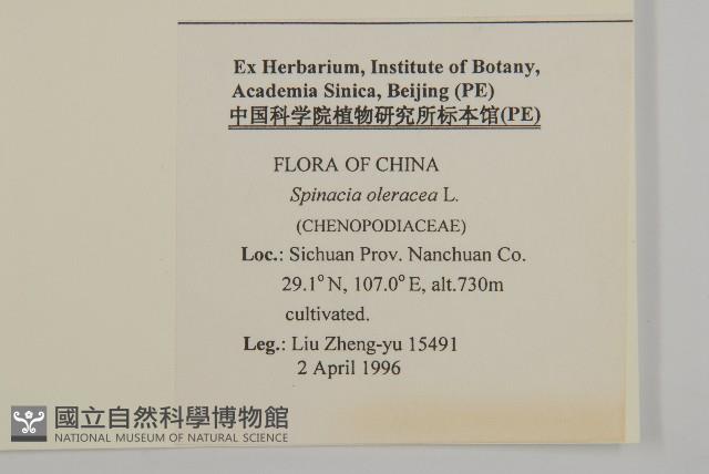 Spinach Collection Image, Figure 2, Total 2 Figures