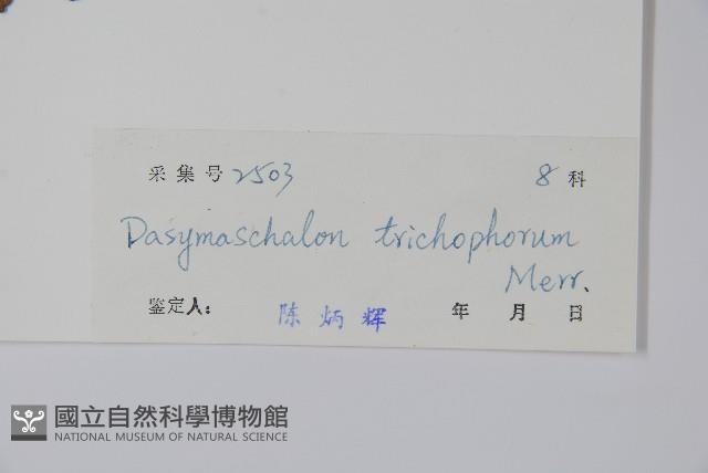 皂帽花藏品圖，第2張