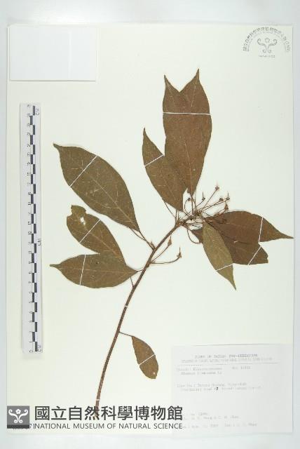 猴歡喜藏品圖，第1張