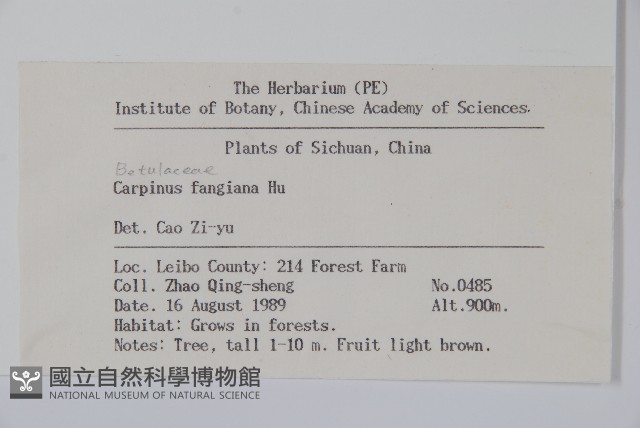川黔千金榆藏品圖，第2張