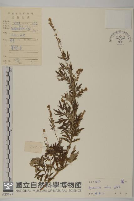 艾、五月艾藏品圖，第1張