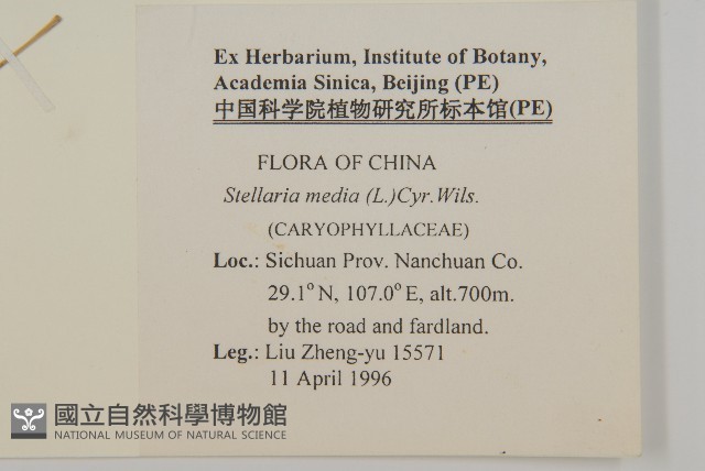 繁縷藏品圖，第2張
