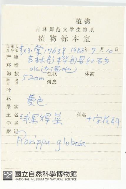 風花菜、球果山芥菜藏品圖，第2張