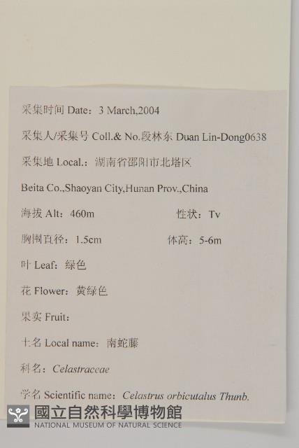 南蛇藤藏品圖，第2張