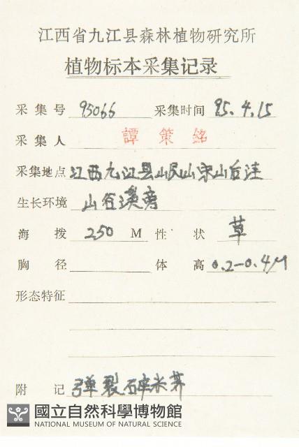 水花菜藏品圖，第2張