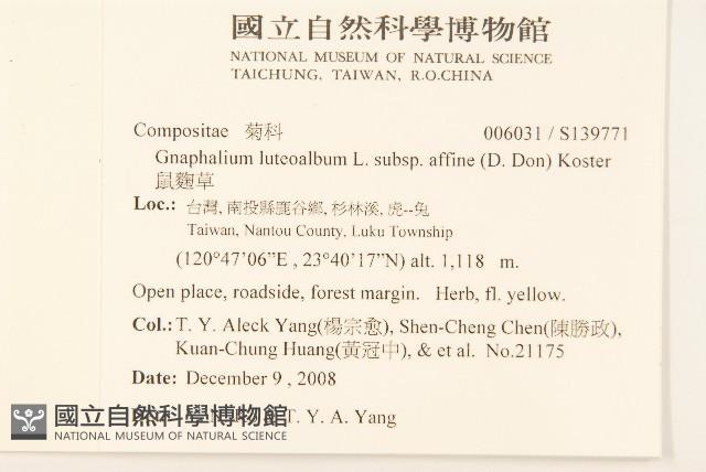 鼠麴草藏品圖，第2張