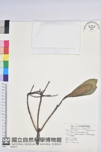 蘭嶼土沉香藏品圖，第1張