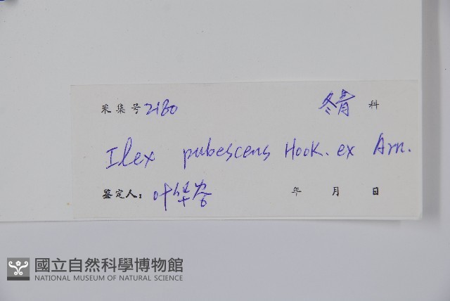 密毛假黃楊藏品圖，第2張
