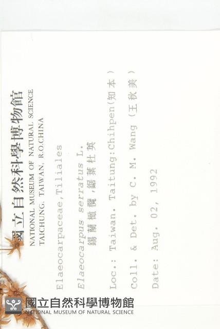 錫蘭橄欖、鋸葉杜英藏品圖，第2張