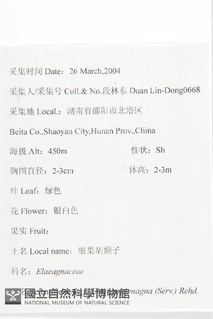 銀果胡頹子藏品圖，第2張